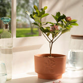 Teravak Embossed Planter (Short) - ellementry